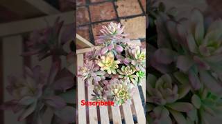 Echeveria Minibell😍 suscribete youtubeshorts videoviral suculentas [upl. by Nnywg437]