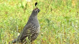 The California Quail [upl. by Marje]