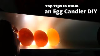 Top Tips to Build an egg Candler DIY [upl. by Blain]