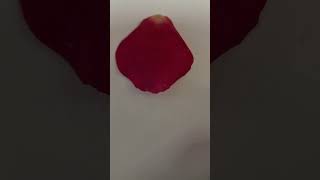 Orecchino con petalo rosa homemade tricks earings ideas rose new original viralvideo [upl. by Frederico]