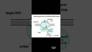 dna crispr chromosome study biology zoology trending education youtubeshorts shorts short [upl. by Moriah]