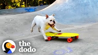 Bulldog Brothers EAT SLEEP AND BREATHE Skateboarding  The Dodo [upl. by Frederiksen]