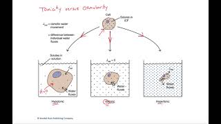 Tonicity versus osmolarity [upl. by Angus]