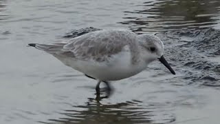 Sanderlings Birds of Lanzarote [upl. by Tavi]