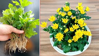 Experience growing yellow chrysanthemum had medicinal effects from branch [upl. by Eneri]