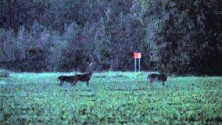 Burris Eliminator Ultra Low Light  South Carolina Trophy White Tails [upl. by Mateo900]