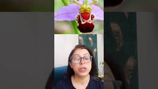 AMAZING FACTS OF MUTUALISM ORCHID OPHRYS VS BEEBOTANYECOLOGY biology biodiversityanimals neet🔥 [upl. by Gurolinick98]