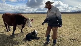 Calving Season Tagging amp Tips [upl. by Rosenquist]