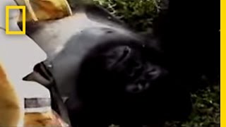 Gorilla Murders  National Geographic [upl. by Vander466]