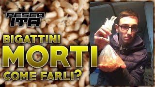 Pesca ITA BIGATTINI MORTI COME FARLI [upl. by Ahsilahk]