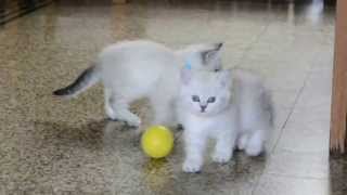 Un chaton joue au ballon  A kitten plays football [upl. by Lecram]