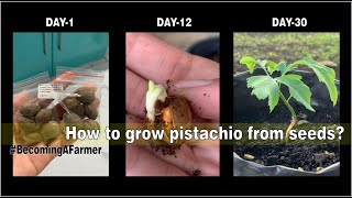 How to grow pistachio from seed  Becoming a Farmer [upl. by Uah]