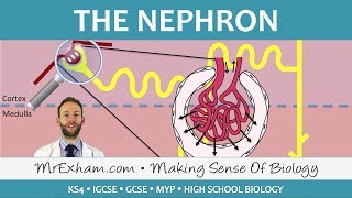 The Nephron  Ultrafiltration and Selective Reabsorption  GCSE Biology 91 [upl. by Ary]