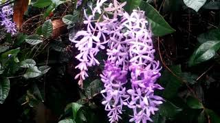 Petrea volubilis [upl. by Montgomery249]