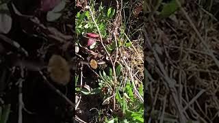 Incredible Bee Fly  Bombylius japonicus and Its Pollination Role shorts [upl. by Paik846]