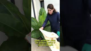 Protéger un bananier des gelées facilement  jardin jardin bananier banana [upl. by Batsheva]