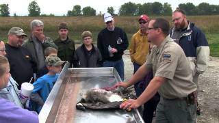 Canada Goose Processing from Field to Table  Indiana DNR [upl. by Suilmann879]