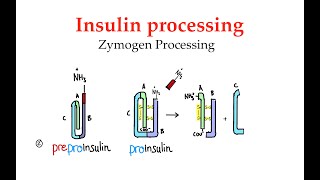 Insulin processingZymogen processing 57 [upl. by Ursola67]