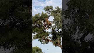 Leopard and Lion Fight Over a Carcass in a Tree With Unexpected Ending [upl. by Arimahs]