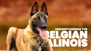 The Ultimate Guide to Belgian Malinois Training amp Care [upl. by Ethbinium]