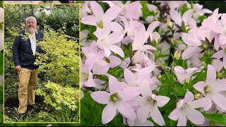 CAMPANULES  VIVACES BLEUES BLANCHES OU ROSES POUR TOUS LES JARDINS… Le Quotidien du Jardin N°274 [upl. by Manvell]