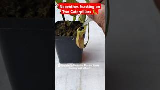 Feeding my Nepenthes two juicy caterpillars🐛 pitcherplant nepenthesplant carnivorousplants [upl. by Mori909]