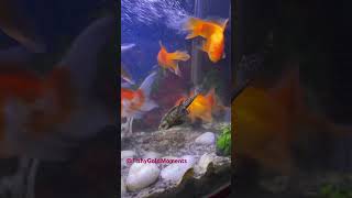 Tank cleaning crocodile fish crocodile aquarium aquariumfish shorts goldfish ytshorts [upl. by Ethelstan526]