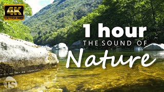 The Sound of Nature  Entspannende Naturgeräusche  Besser Konzentrieren  Schlafen  Meditieren 4K [upl. by Amalea342]