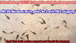 Betta breeding project part 10 Marubeni pellet No3Micro pellet best for baby fish fry  Feeding [upl. by Llarret]