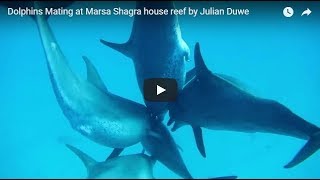 Dolphins Mating at Marsa Shagra house reef by Julian Duwe [upl. by Buderus]