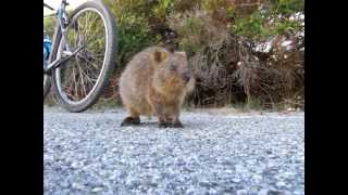 Quimby the Curious Little Quokka [upl. by Nuahsor]