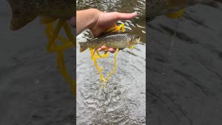 Creek fishing for trout in upstate NY trout fishing ultralight roostertail fall naturelover [upl. by Obala643]