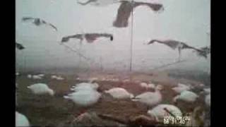 Chasin the Snow stormSnow goose hunting PA 2011 [upl. by Deerdre]