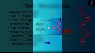 The Role of RNA Understanding the Differences from DNA [upl. by Ario]