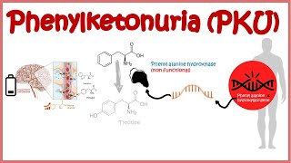 Phenyl Ketonuria  genetic defects in aminoacid metabolism [upl. by Acinnor384]