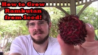 How to Grow Rambutan Trees from Seed Grocery Store Growing Ep 9 [upl. by Asenev]