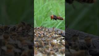 Western Honeybees vs Giant Hornet A Brave Defense Battle [upl. by Elfie]