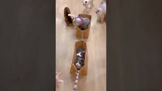 Cute cats and dogs funnyanimals cuteanimals pets [upl. by Nixie511]