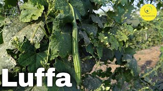 Luffa  Ridge Gourd Health Benefits Side Effects And Recipes [upl. by Maurreen634]