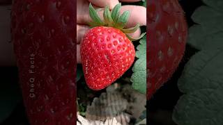 How to Grow Strawberry Plants at Home 🍓 plants farming shorts [upl. by Budworth]