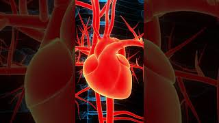 Heart Pump in 3D Animation  Educational Visualization of Human Heart [upl. by Skippy859]