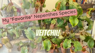 Nepenthes Veitchii Spotlight [upl. by Luna69]