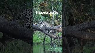 🐯Jaguar hunts alligator 🐊 [upl. by Eugine]