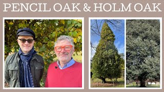 Two interesting amp useful oaks for the garden Quercus robur Fastigiata and Quercus ilex [upl. by Bowra]