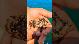 Tripletail Lobotes surinamensis🐟😱🐟Tripletailfishingkorea amazingnature viral sea swimming [upl. by Kussell755]