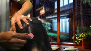 Scalp Scratching ASMR INTENSE  Soothe Deep Itches amp Rain Sounds for Sleep [upl. by Ociredef]