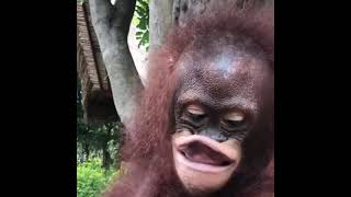 orangutan lip flip [upl. by Alimat]