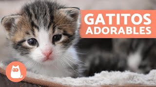 Vídeos de GATITOS BEBÉS 😻 ¡Gatos Tiernos y Graciosos [upl. by Monie926]