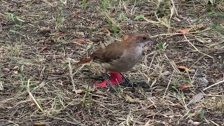 Rufous Hornero Red Ovenbird On The Ground [upl. by Koetke]