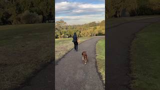 Afternoon stroll in Sydney Park [upl. by Clothilde]